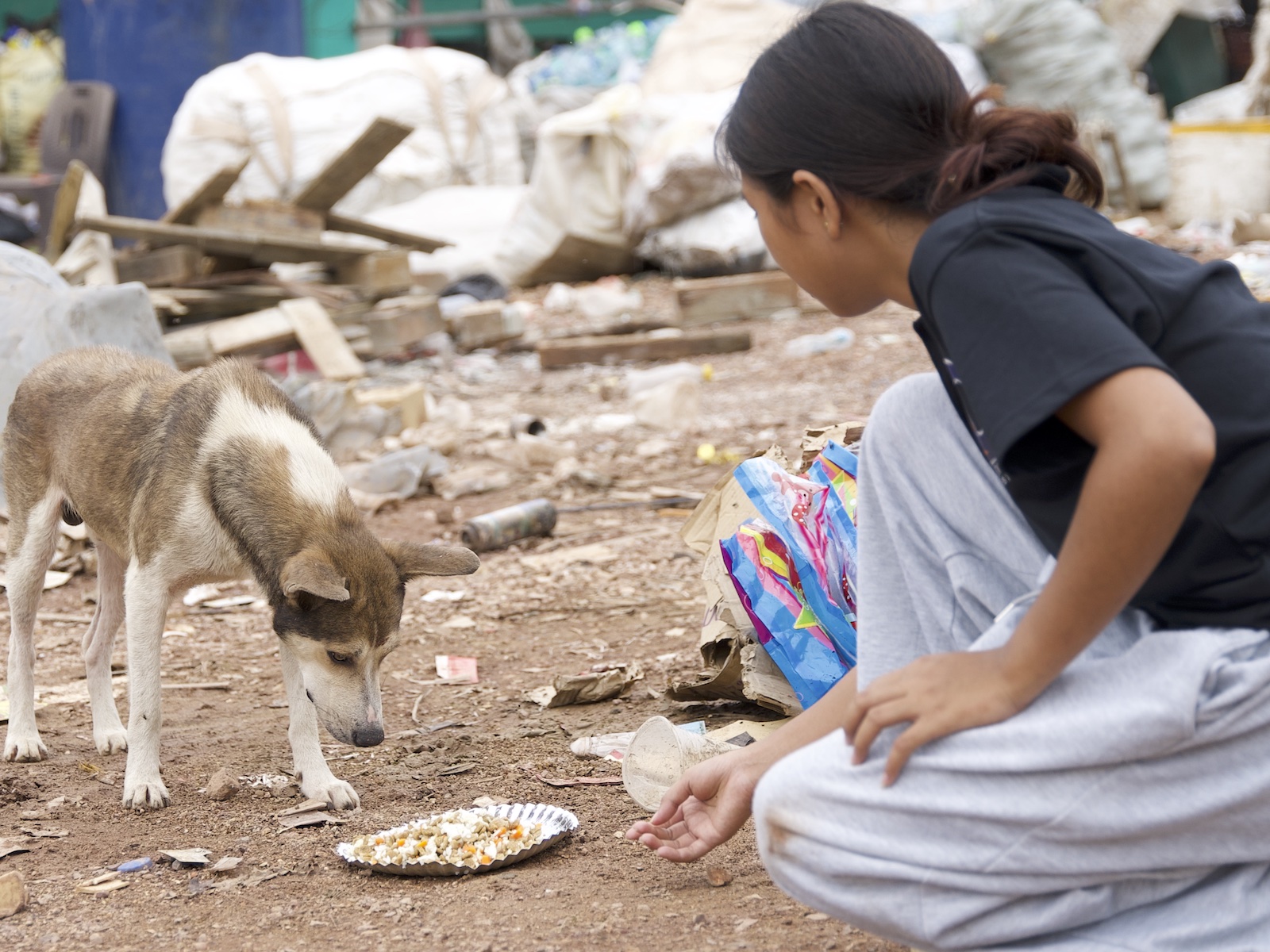 Stray Feeding Program